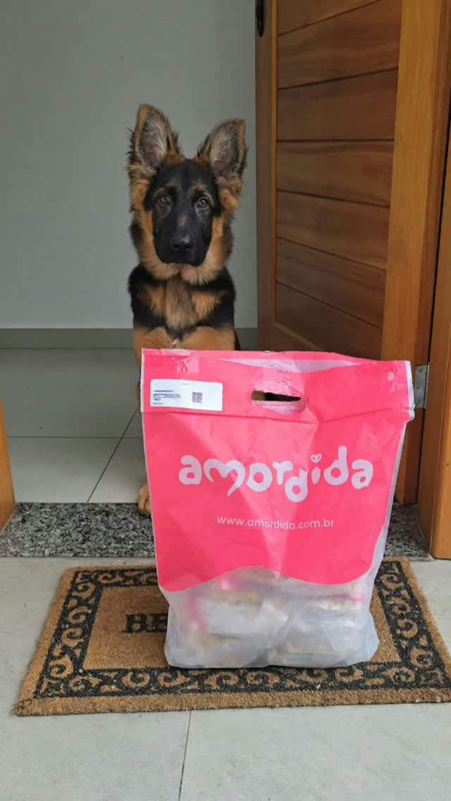 Amordida - PET