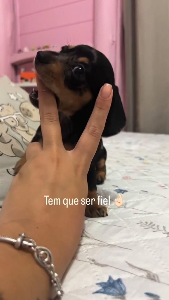 Mundo Pets